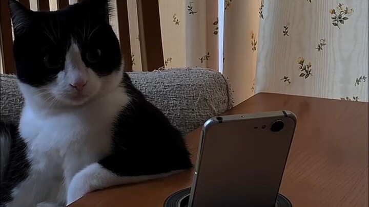 [Earth Creatures’ Hilarious Everyday Life #243]