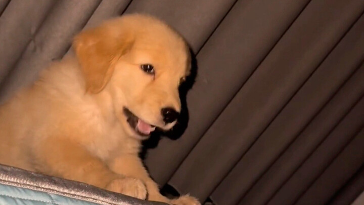 เจ้าหมาน้อยเห่าครั้งแรก แล้วตัวเองยังตกใจจนสะดุ้ง!