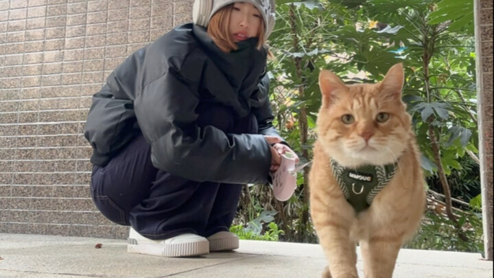 我可以没朋友，但是我的小猫不可以