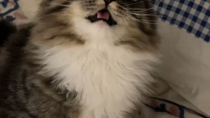 Chết rồi, cảm giác như đang đắm chìm trong cảnh mèo con gửi điện báo thật sự quá đã! Nói thật là cái