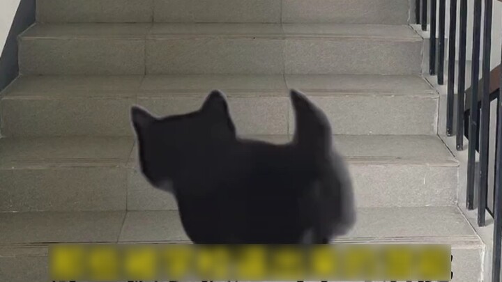 A day when cats unleash their potential