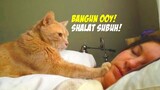 Lucu & Menggemaskan! Kucing Oren Bangunkan Majikannya Untuk Shalat Subuh - Video Kucing Oren Bar-bar