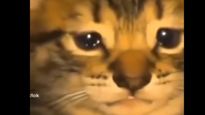 How could anyone bear to make a little kitten cry?