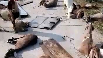 hewan korban kecelakaan