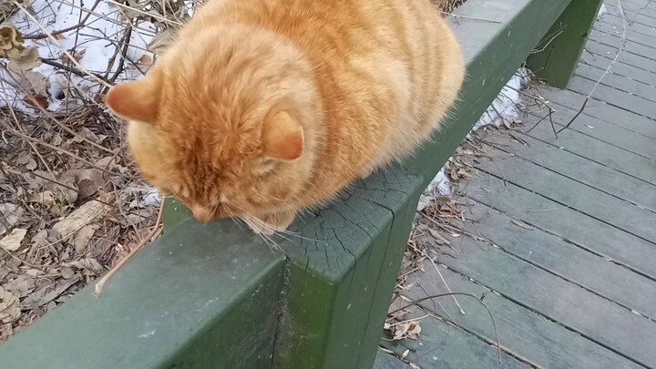 Why are you so fat?