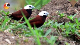 Si Hama yang Mempesona (Bondol Oto Hitam)