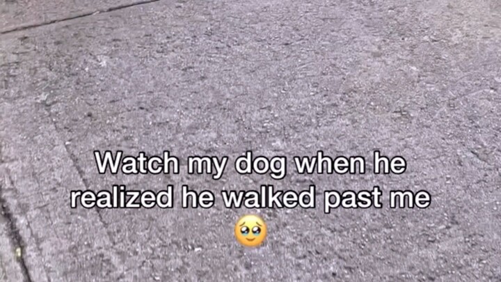 When a dog smells a familiar scent on the street