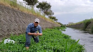 Rau Cải Xoong Húng Lủi Củ Hành Tăm Mọc Rất Nhìu ở Nhật Bản | Út Đạt | Cuộc Sống Nhật | # 302