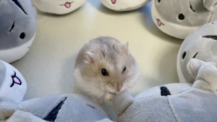 你可识得此阵？