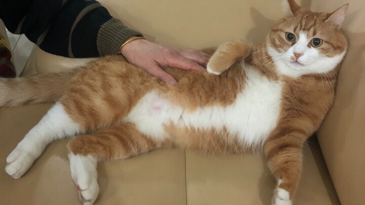 So, you folks who don’t have cats—how’ve you been spending your days at home?