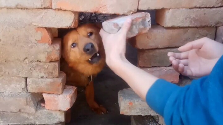 A dog in the hole on the brick wall
