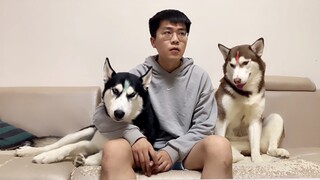 Kenapa Aku Memelihara Dua Husky?