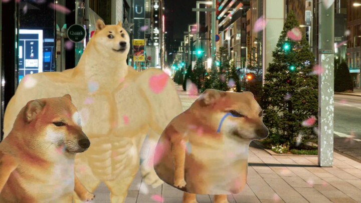 听懂的人已经哭了