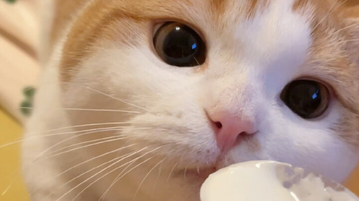 How hard a little kitten will work for just a bite to eat