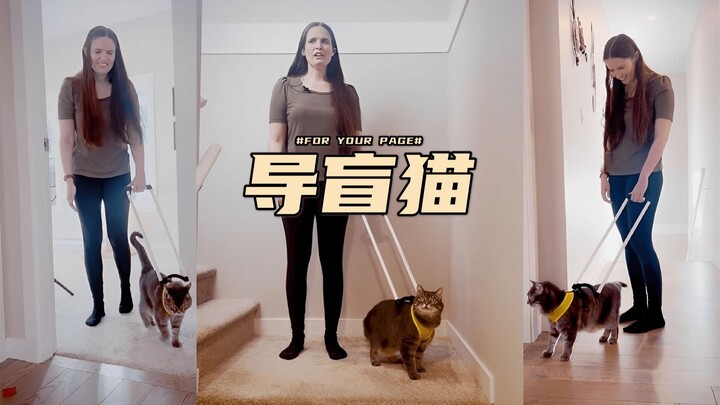 A guide cat strongly recommended by a blind young lady!!