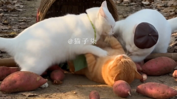 Hôm nay ăn khoai lang nướng