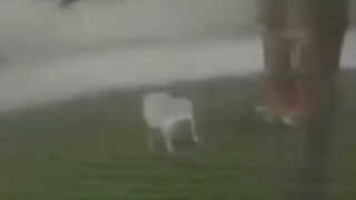 Virgil forgot his chair when the storm came