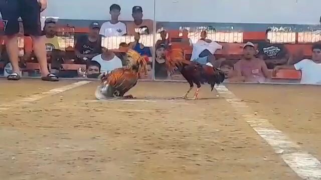 2-2-24  2hits champion 2nd fight