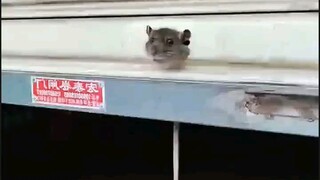 Tikus terjepit di pintu rol, lalu dengan seenaknya digoda sama mbak cantik—gimana nih 😂