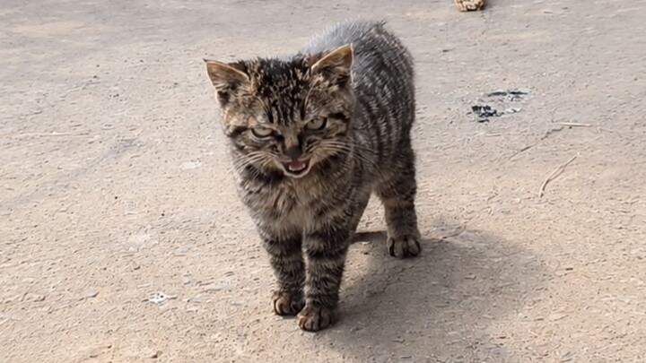 The first time I met a grumpy little kitten, I never expected it would later become my most affectio