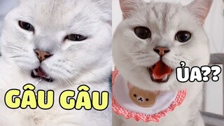 MAO TỬ | Những tiếng kêu mất hồn của Tiểu Mao, nghe muốn xĩu 😘 | Pets TV