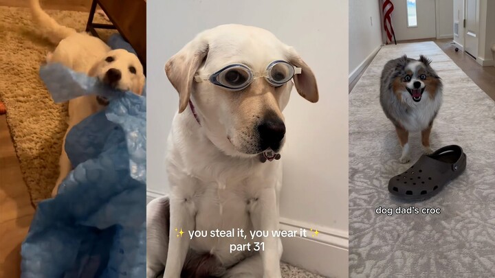 Return their own dog-like ways upon themselves.