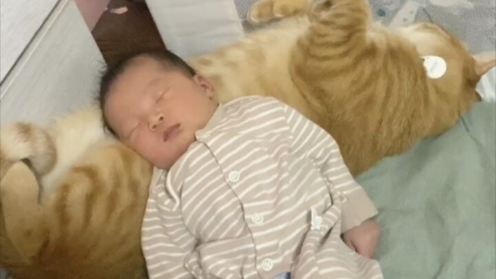 I was really stressed out until I saw this chubby cat—haha!