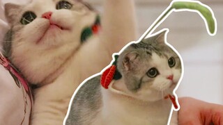 Tie a foxtail grass toy to your neck and a new perpetual motion machine is born