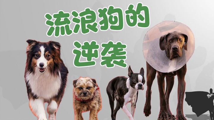 The Stray Dog’s Comeback: From Being Abandoned to Becoming the Top Dog