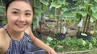 Thu Hoạch Dưa Leo, Dưa Leo Sạch Không Phân Thuốc Hoá Học