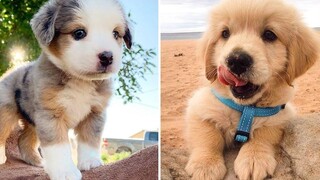 ลูกสัตว์น่ารัก Videos Compilation cutest moment of the animals - 🐶 Cutest Puppies 5 🐶
