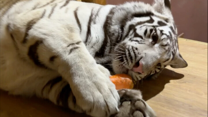 الحمار الوحشي: أمي، أنا الأذكى!