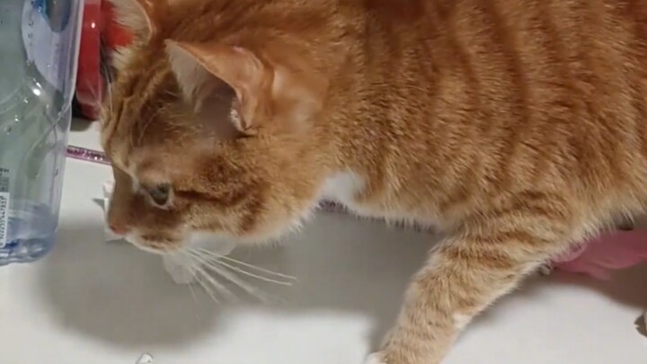 Loại tim mèo màu vàng phân này là nhiều nhất rồi.