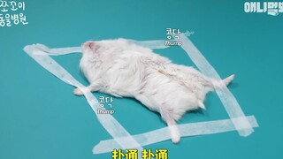 The first time I've ever seen an X-ray of a hamster
