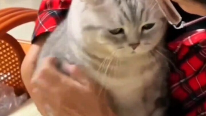 After the New Year, the elderly just can’t bear to see the cat leave.