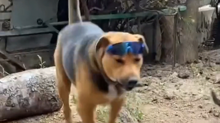 Wearing sunglasses, I am the most beautiful dog in the village