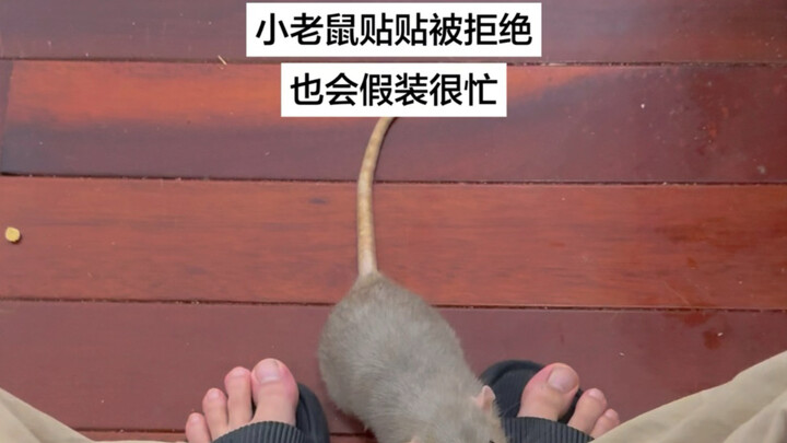 Melihat rasa canggung di wajah seekor tikus