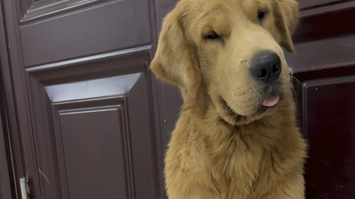 สุนัขจรจัดที่รับเลี้ยงไว้กลับไปเร่ร่อนอีกแล้ว (ประกาศตามหาสุนัข)