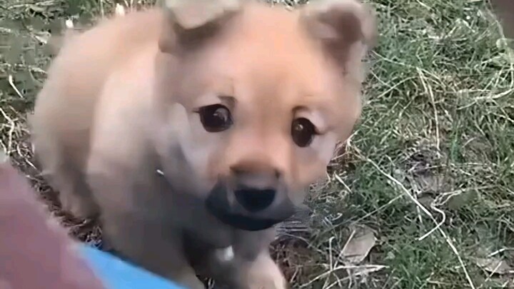 ซ่อมโก๋โก๋