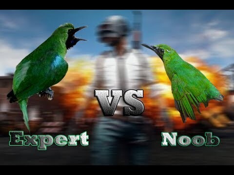 Di Luar Dugaan !!! Cucak Hijau Mapan VS Bahan