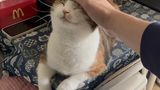 ความหมายของการมีฝ่ามือก็คือเพื่อใช้ลูบแมวน้อย