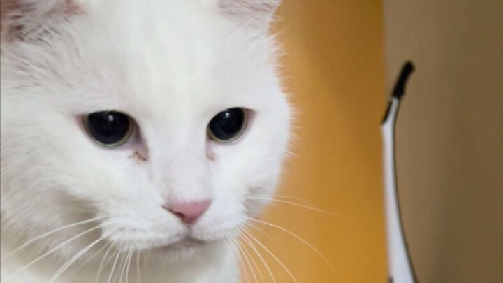 When I see fried chicken while dieting, this is what I’m like: