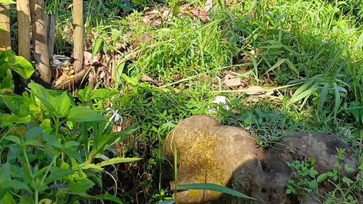 A Quiet Moment in Nature 🌿 | Natural Sounds