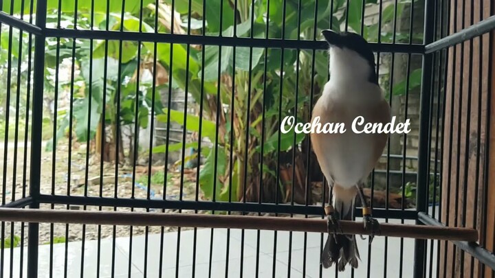 Pancingan Cendet Di Pagi Hari  Paling Di Cari Agar Cendet Lawan Gampang Nyaut Toet Toet ikutan Bunyi