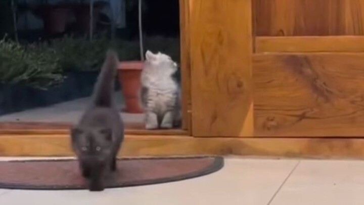 They know exactly who I’m calling 🥹🐱🐾  #like #shorts #reels #cat #kitten #kittens #pets