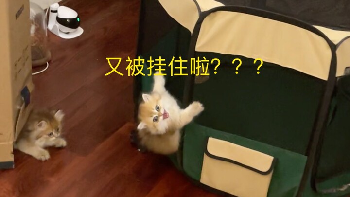 Does every litter have to have a “setup victim”???