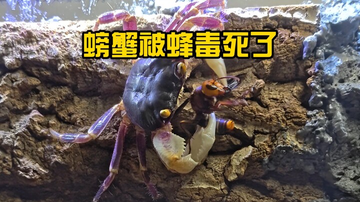 The crab was killed by bee venom; the streamer analyzes the cause of death frame by frame.