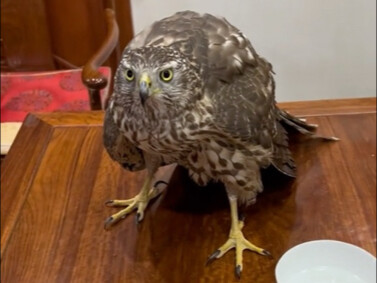 The golden eagle was injured, but even after it healed, it still couldn’t bear to leave.
