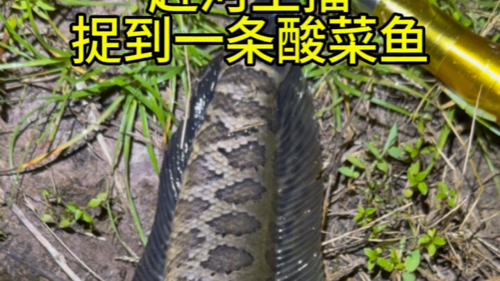 Mấy lần rồi, hôm nay cuối cùng cũng chinh phục được món cá nấu dưa chua, tôm hùm vẫn nhiều như cũ!