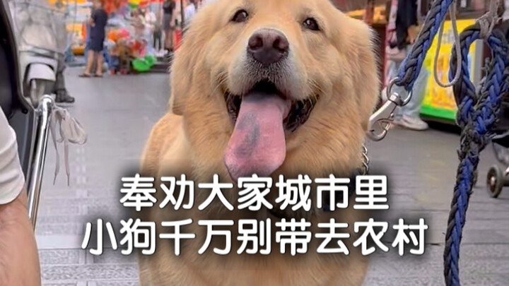 Seriously, don’t take your city dog to the countryside—otherwise…